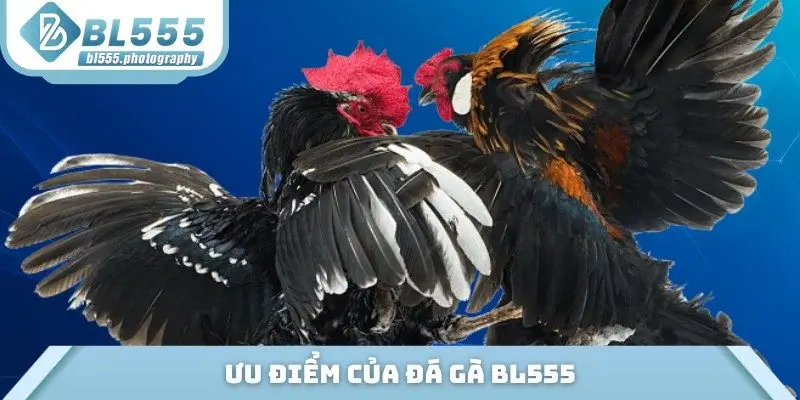 Ưu điểm của đá gà BL555